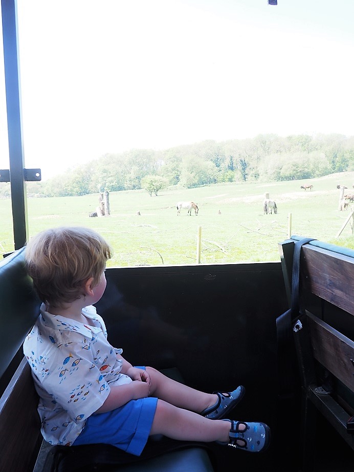 Port Lympne Wildlife Park Review, Family Day Out, Kent, Safari Truck, Review, The Frenchie Mummy