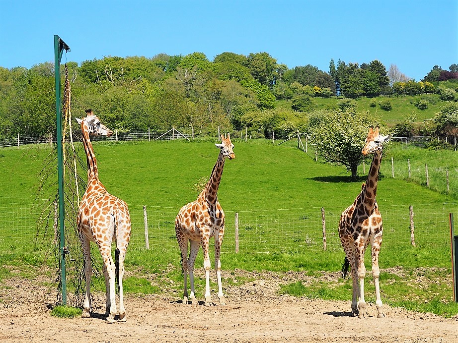 Port Lympne Wildlife Park Review, Family Day Out, Kent, Safari Truck, Review, The Frenchie Mummy