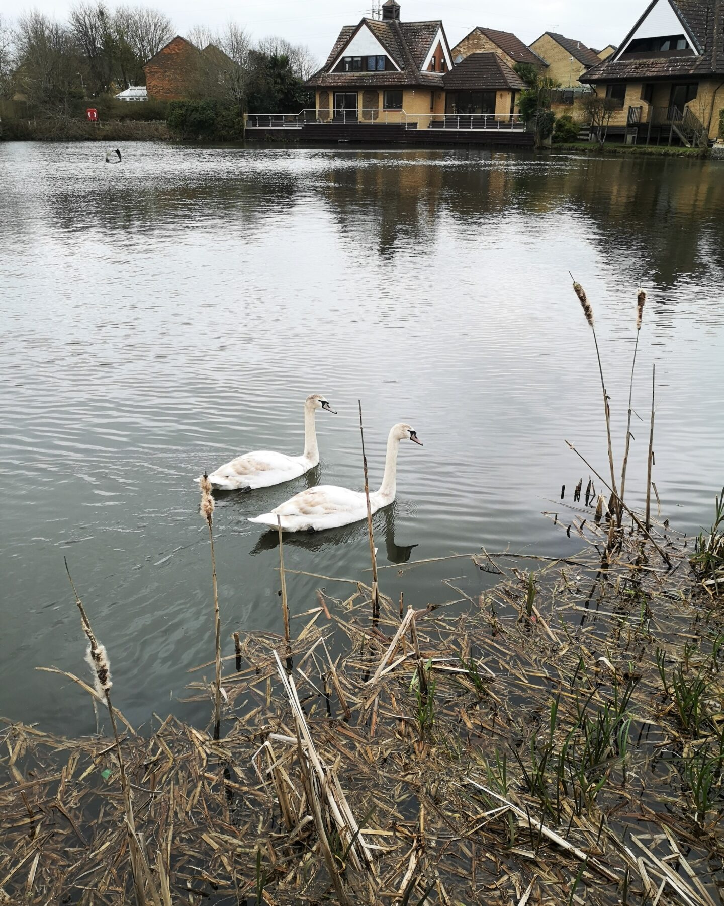 Singleton Lake, Ashford Green Corridor, Ashford Places, Villages in Kent, Free Family Days Out, Days Out in Kent, Visit Kent, Things to do in Kent, Kentish Life, Family Time, The Frenchie Mummy 