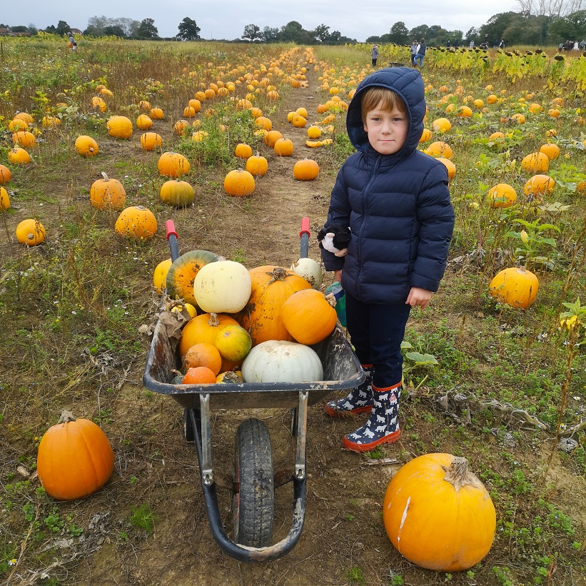 October 2021, Monthly Highlights, the Frenchie Mummy, Pumpkins Patch