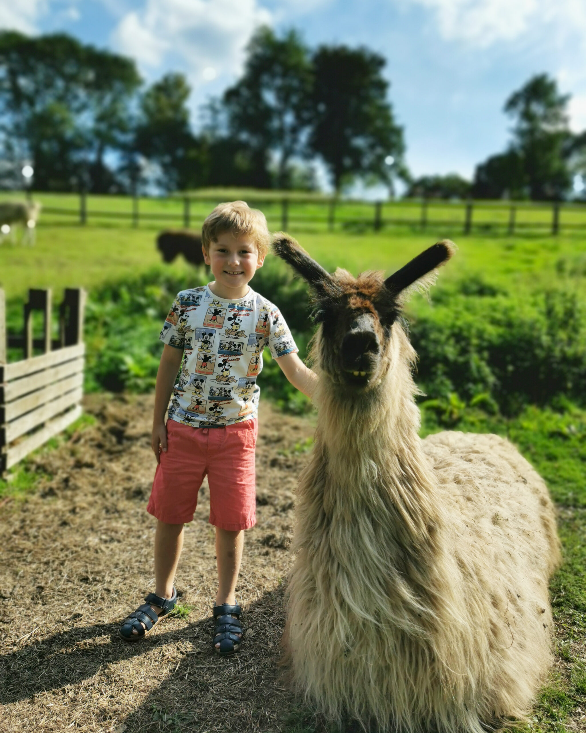 The Merry Harriers, Shepherd's Hut, Glamping, Surrey Staycation, Luxury Glamping, Family Staycation, Surrey, Godalming, The Frenchie Mummy, Press Trip, Family-Friendly, Staycation, Llama Trek, Llamas, Hot Tub, Country Adventures
