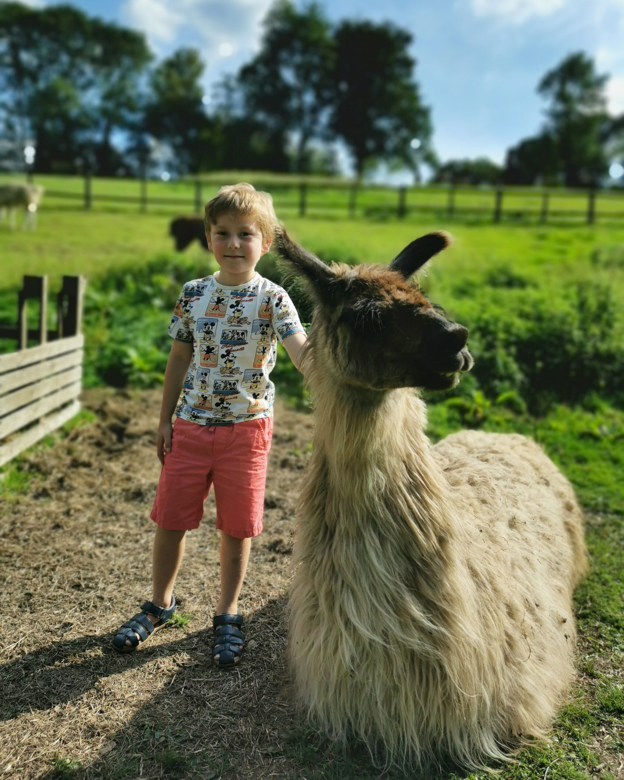 The Merry Harriers, Shepherd's Hut, Glamping, Surrey Staycation, Luxury Glamping, Family Staycation, Surrey, Godalming, The Frenchie Mummy, Press Trip, Family-Friendly, Staycation, Llama Trek, Llamas, Hot Tub, Country Adventures, 