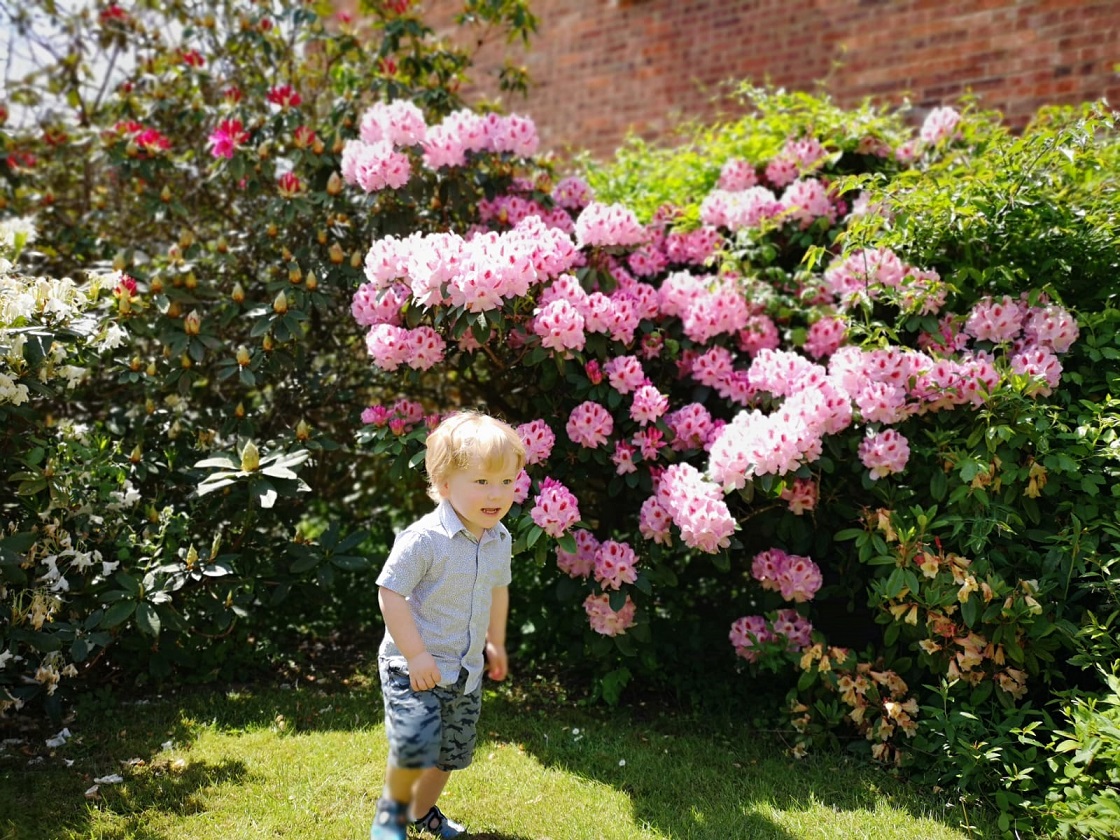 Living Arrows 21/53, Royal Wedding, Gardening, Captured Moments, The Frenchie Mummy