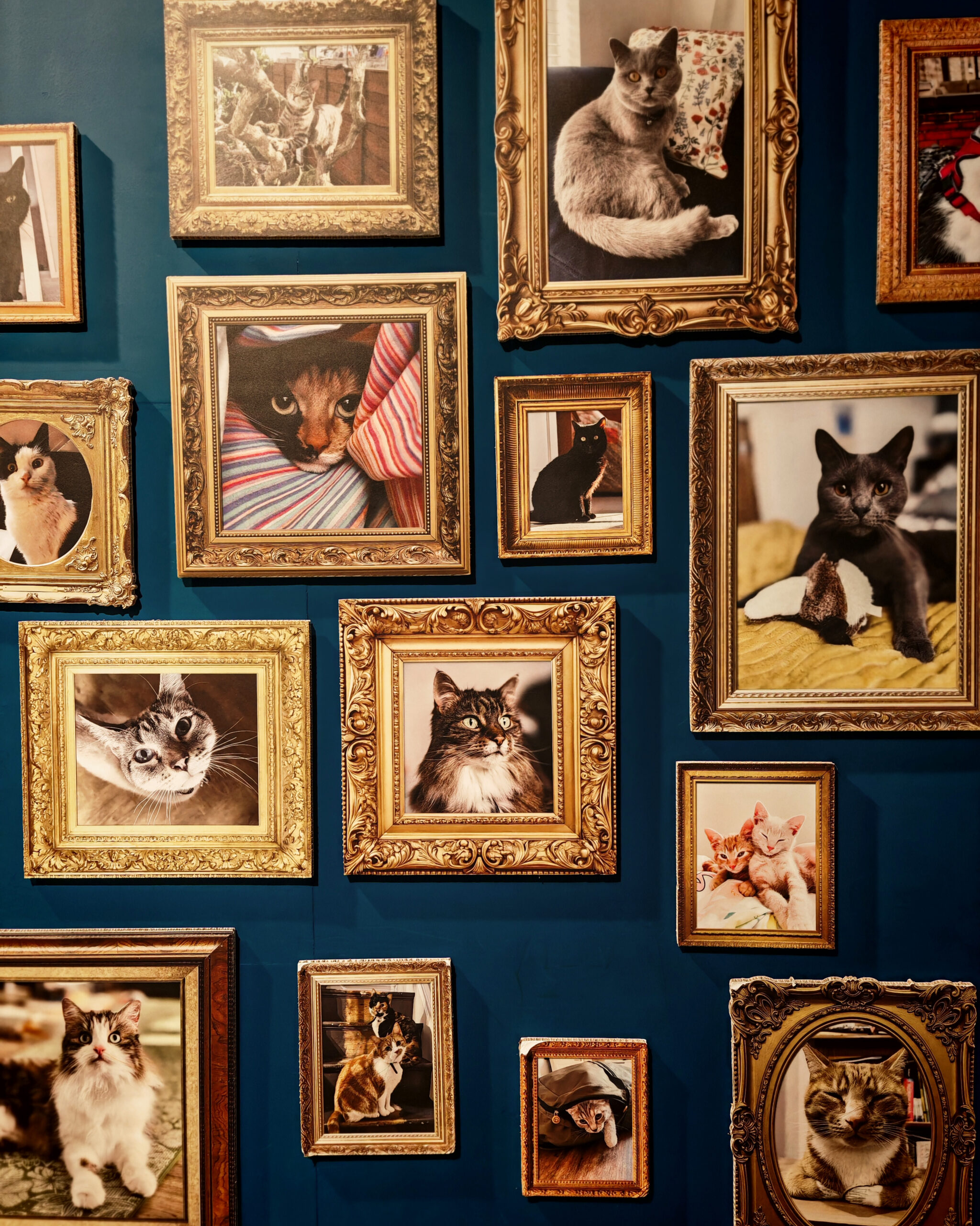 Visit Manchester, the Frenchie Mummy, Manchester Museum, The Cat Exhibition, Manchester With Kids, things To do in Manchester