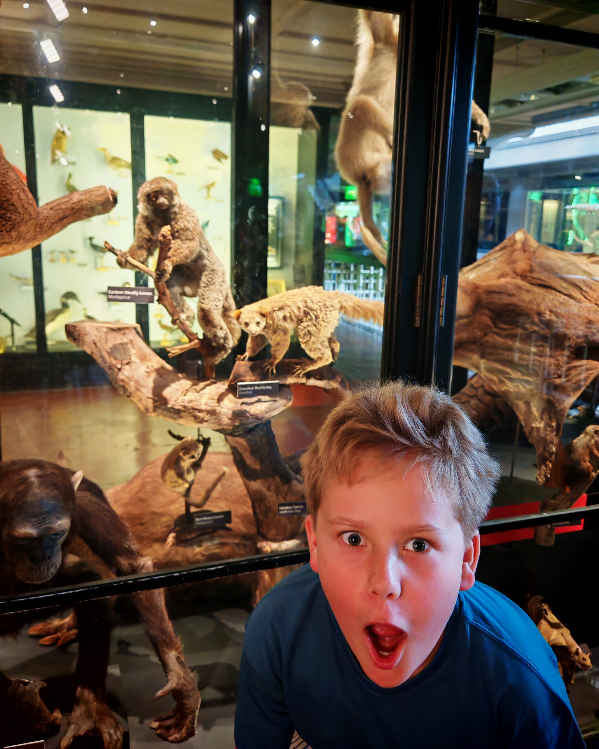 Visit Manchester, the Frenchie Mummy, Manchester Museum, The Cat Exhibition, Manchester With Kids, things To do in Manchester
