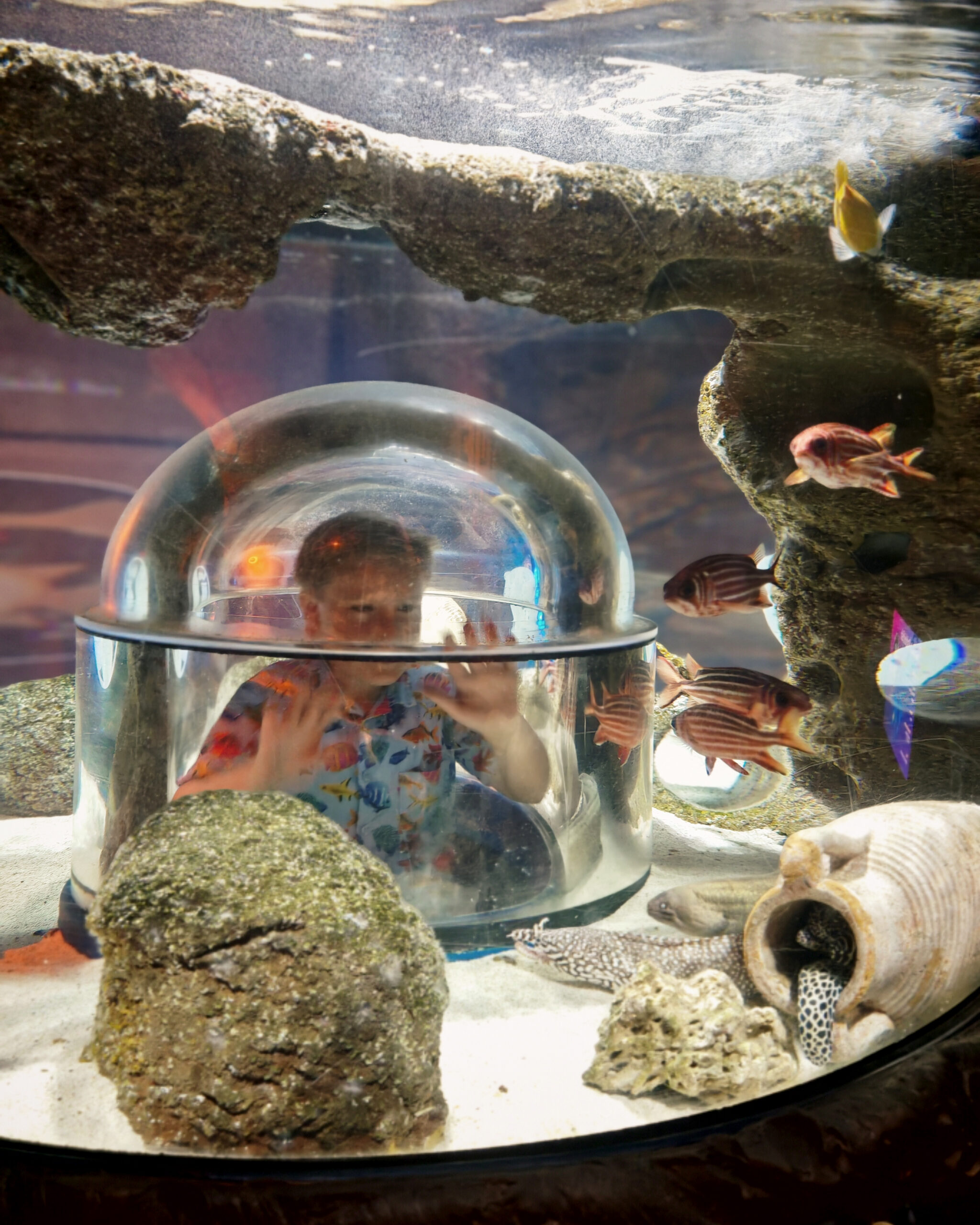 Visit Manchester, the Frenchie Mummy, Manchester With Kids, things To do in Manchester, Trafford Manchester, SEA LIFE Manchester