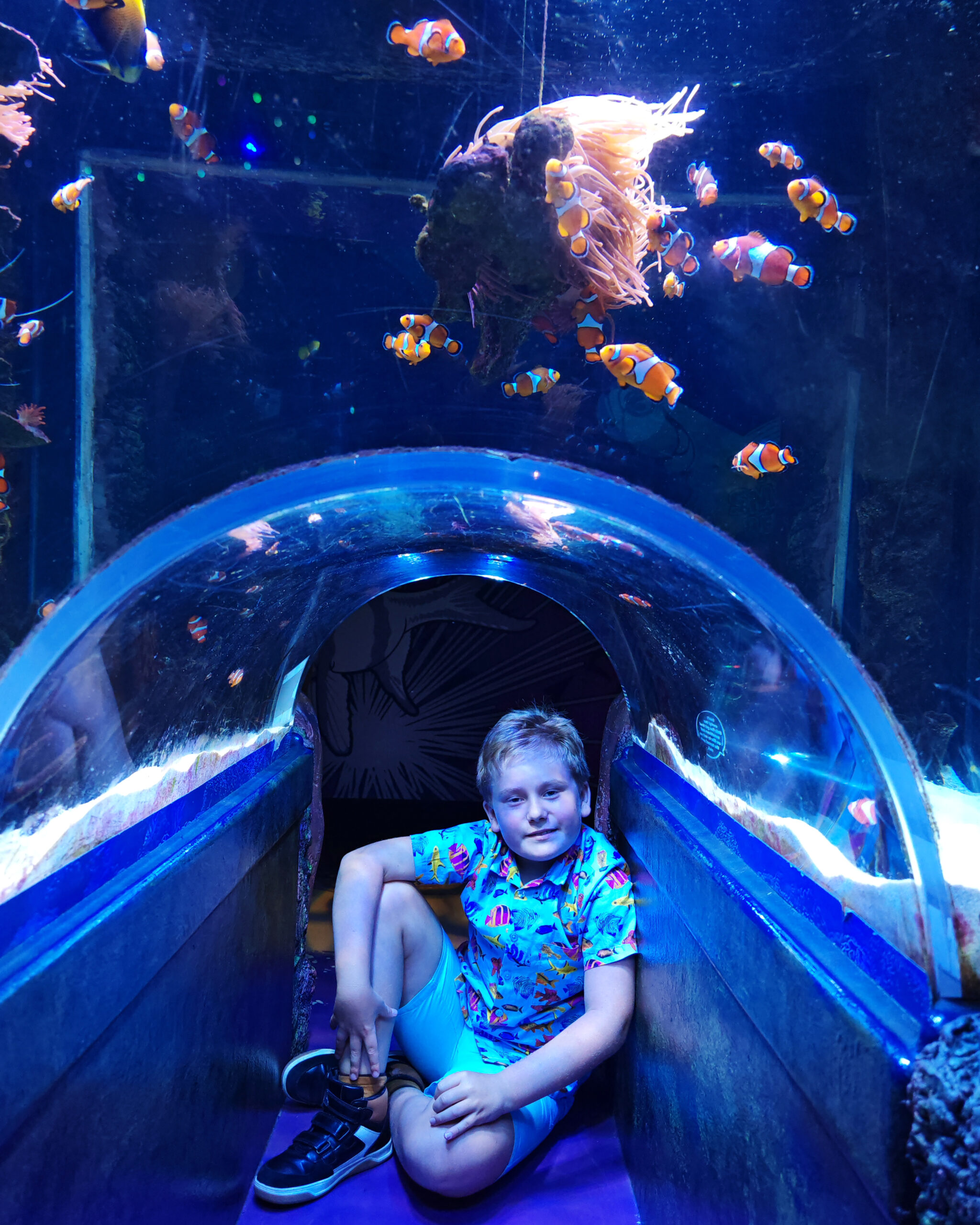 Visit Manchester, the Frenchie Mummy, Manchester With Kids, things To do in Manchester, Trafford Manchester, SEA LIFE Manchester