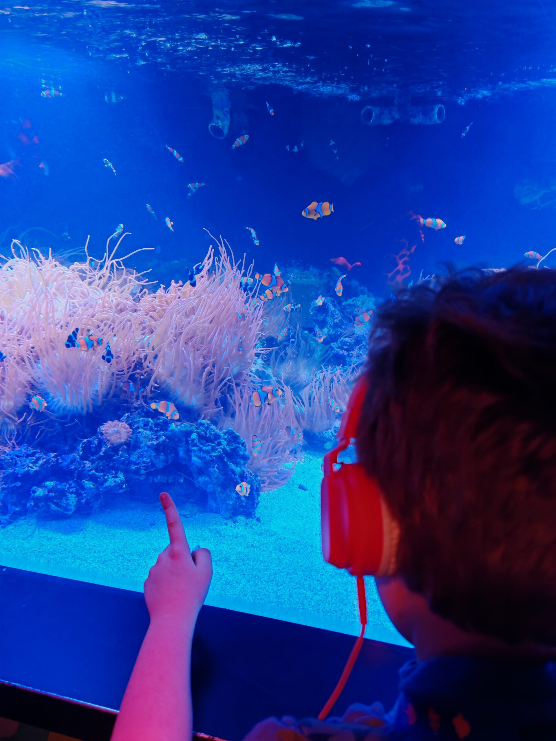 Child looking at golden fish though an aquarium. The little boy is wearing headphones, so listening to a tour audio and pointing at at the coral. Child looking at golden fish though an aquarium. The little boy is wearing headphones, so listening to a tour audio and pointing at at the coral.
