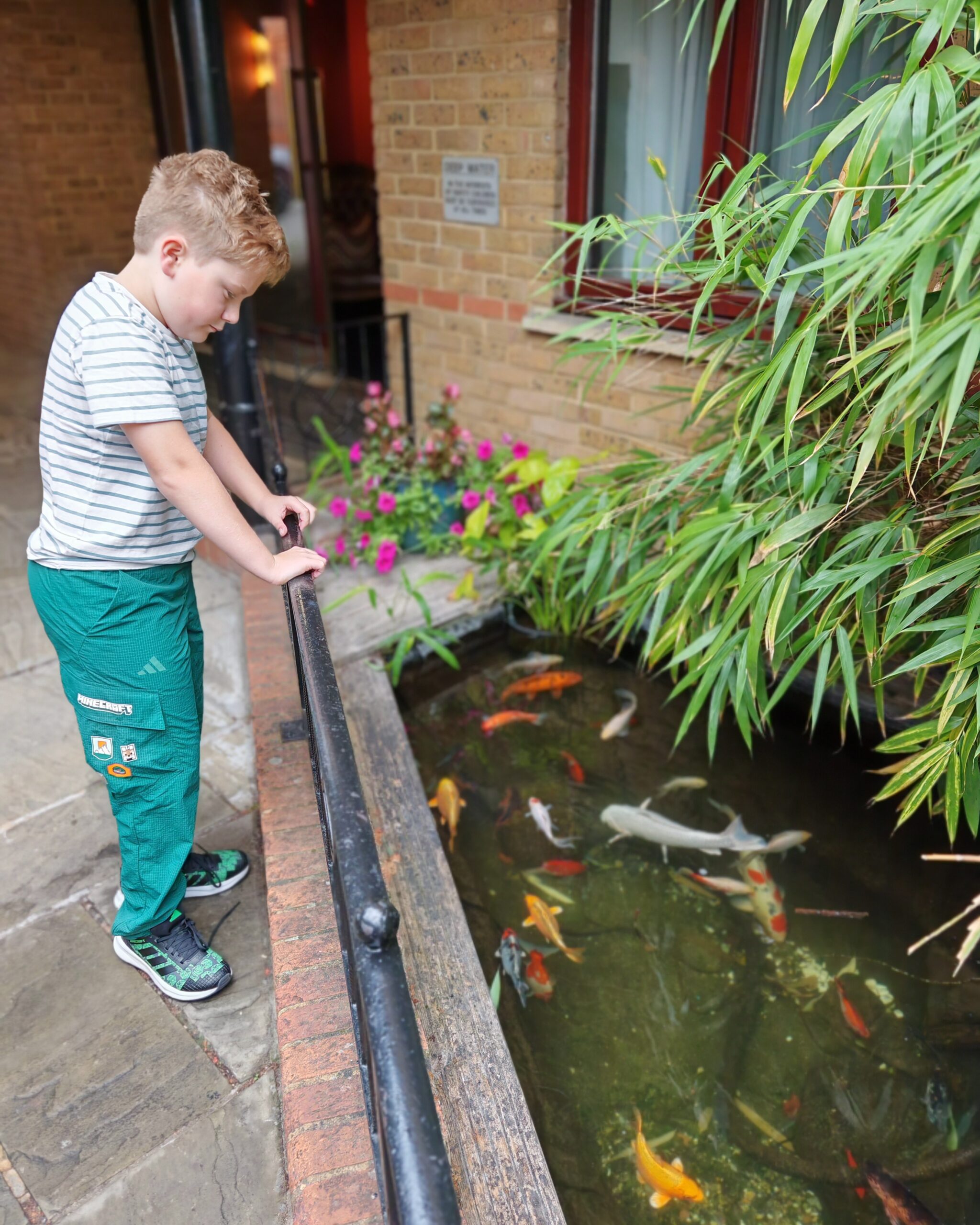 white little boy in a striped tee and green trousers looking over a little pond, where several fishes float around white little boy in a striped tee and green trousers looking over a little pond, where several fishes float around